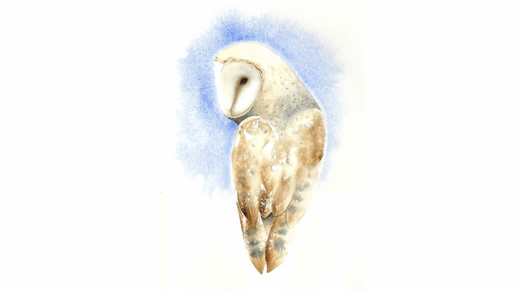 This watercolor owl has its head turned back over its shoulder so only half of its face is visible. The owl is a brown barn owl and its head is surrounded by a halo of blue watercolor. 